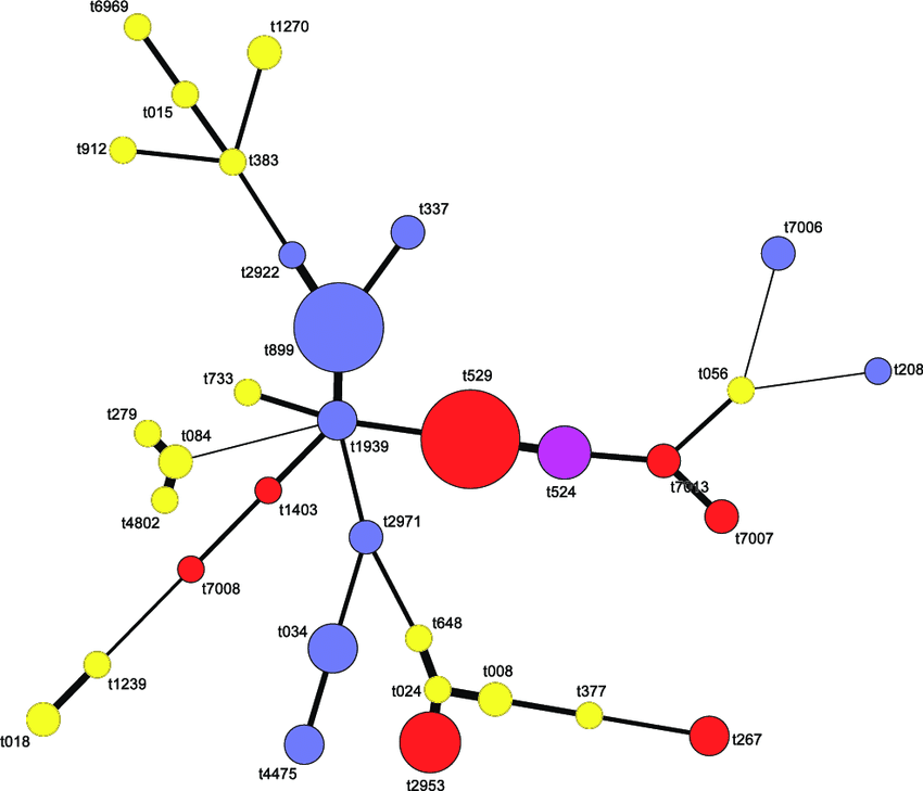 Graph Algorithm Simulator